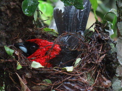 Ramphocelus nigrogularis