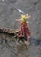 Drosera indica