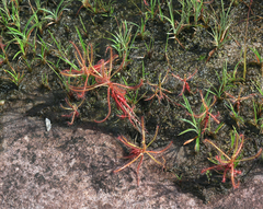 Drosera indica