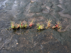Drosera indica