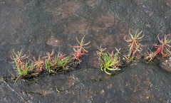 Drosera indica