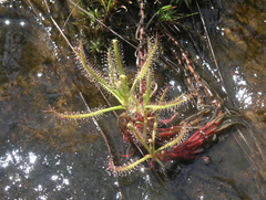 Drosera indica