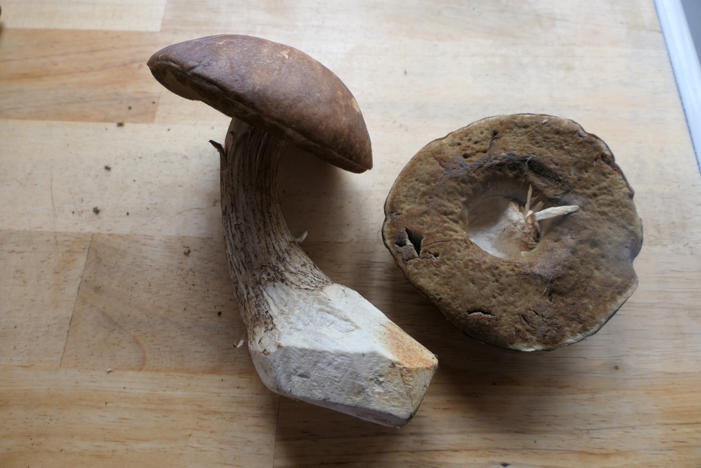 Leccinum scabrum · December 2025 · photo: © derek_onley (iNaturalist, cc-by-nc)