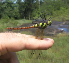 Anax aurantiacus
