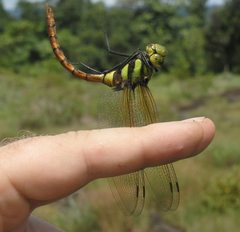 Anax aurantiacus