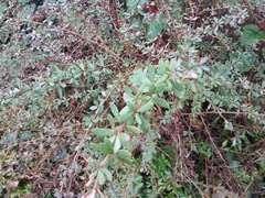 Berberis wilsoniae