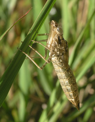 Anax aurantiacus