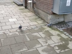 Columba livia domestica