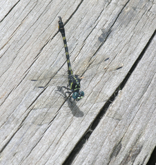 Paragomphus capricornis