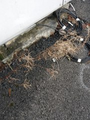 Chamaenerion angustifolium