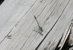 Paragomphus capricornis