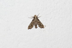 Callionima grisescens