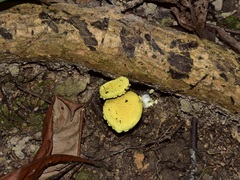 Pulveroboletus