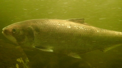 Alosa sapidissima
