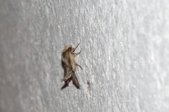 Callionima grisescens