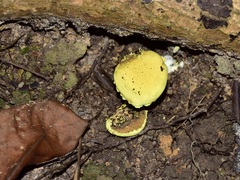 Pulveroboletus