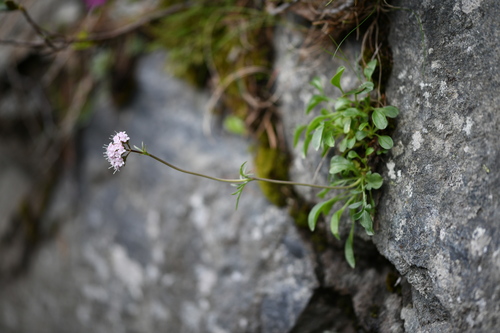 Globularia-leaved valerian (Valeriana apula)