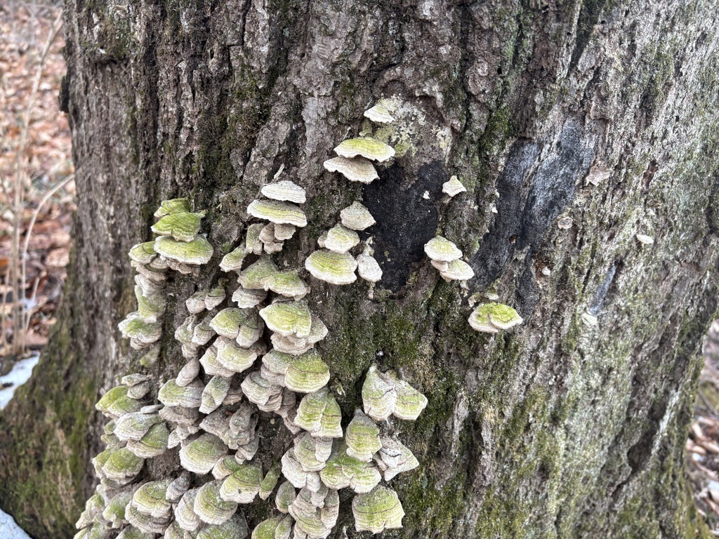 Trichaptum biforme · December 2025 · photo: © underscore1234 (iNaturalist, cc0)