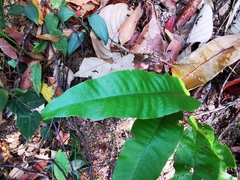 Tectaria singaporiana