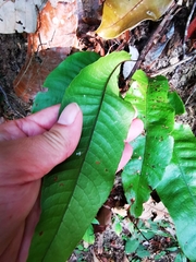 Tectaria singaporiana