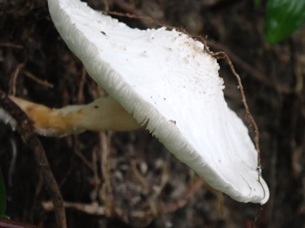 Leucocoprinus cretaceus · November 2025 · photo: © jeanpaulboerekamps (iNaturalist, cc0)