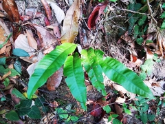 Tectaria singaporiana