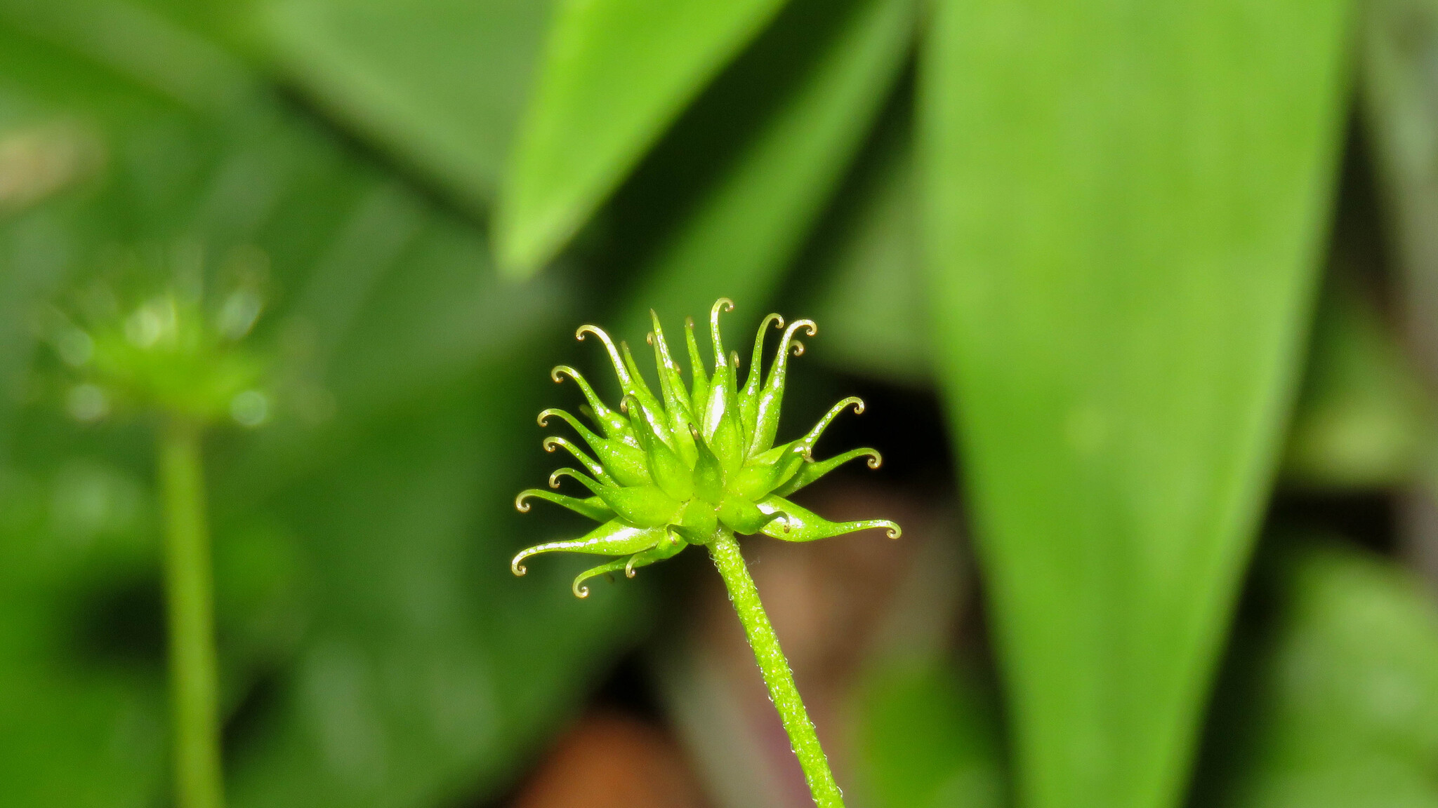 Anemonastrum antucense