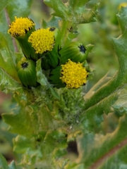 Senecio vulgaris