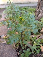 Senecio vulgaris