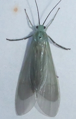 Polymorphanisus unipunctus