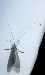 Polymorphanisus unipunctus