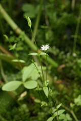 Stellaria crassifolia