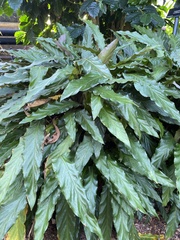 Goeppertia rufibarba