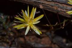 Ptilotus gaudichaudii