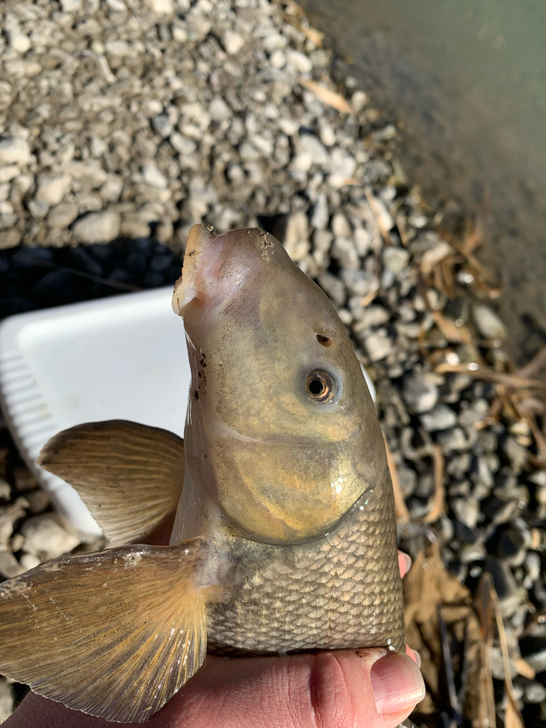 Utah Sucker