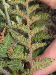 Myriopteris tomentosa image