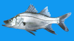 Longspine Snook photo 1