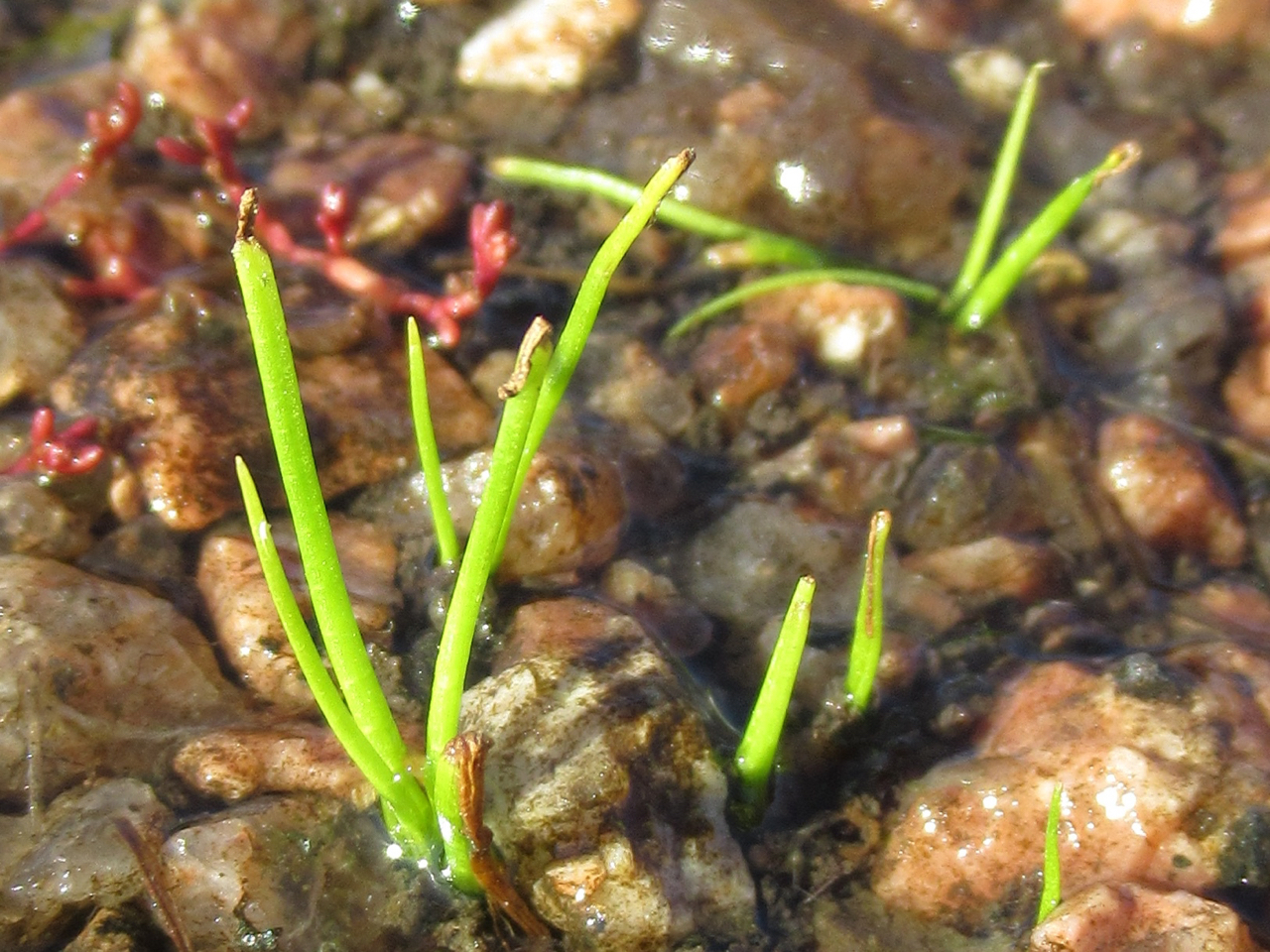 Isoetes lithophila