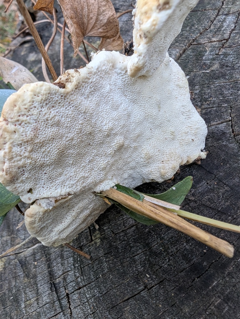 Trametes orientalis · December 2025 · photo: © atsushi_nakajima_cirque (iNaturalist, cc-by)