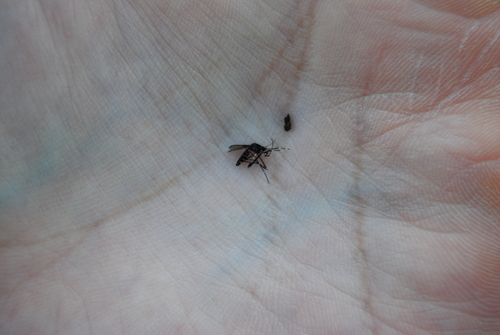 Unknown species found near Ohio, US
