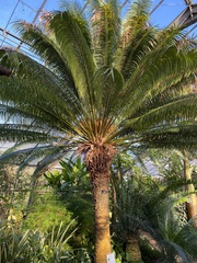 Cycas rumphii