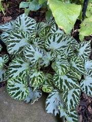 Begonia imperialis