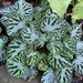 Carpet Begonia - Photo (c) englishranger, some rights reserved (CC BY-NC)