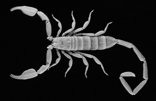 Gadim Slender-tailed Scorpion