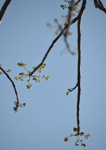 Garuga floribunda observed 2025-10-04