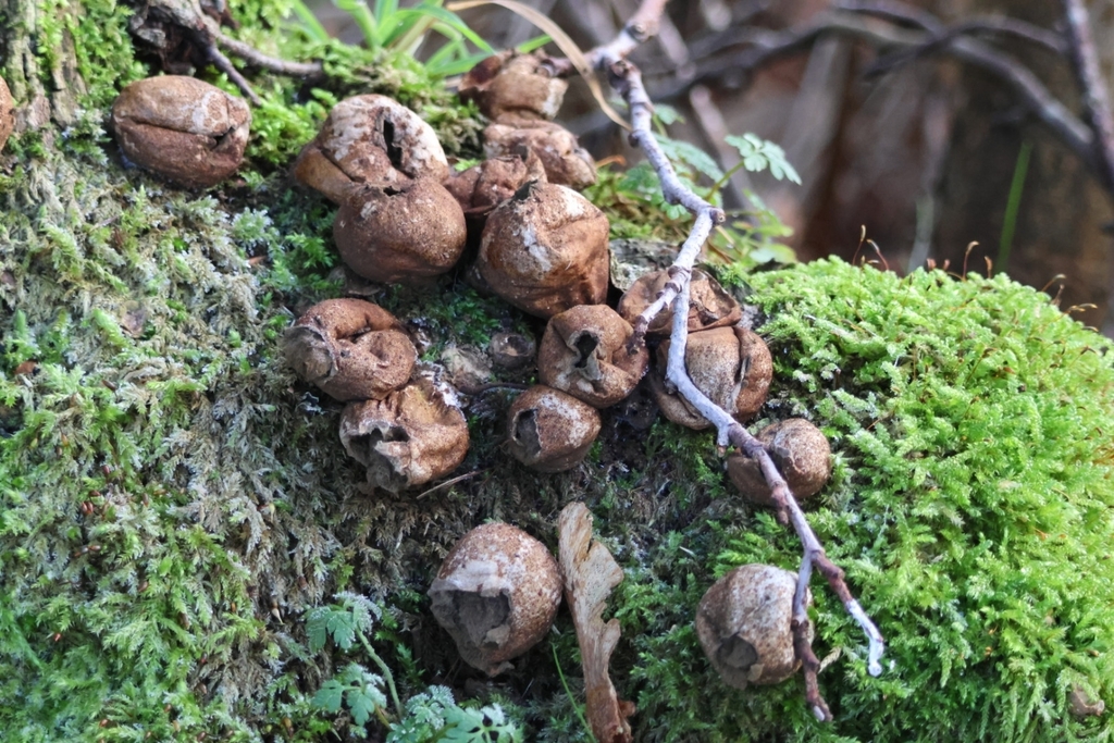 Apioperdon pyriforme · December 2025 · photo: © ikelman (iNaturalist, cc0)