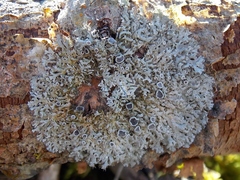 Physcia leptalea