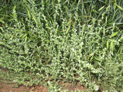 Lappula occidentalis cupulata