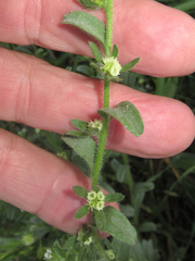 Lappula occidentalis cupulata