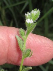 Lappula occidentalis cupulata